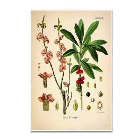 Vintage Lavoie 'Thymelaeaceae' Canvas Art,22x32